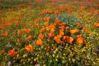 California-superbloom hillside near Lancaster-Yellow Goldfields-blue and purple filaree and Lupine Art Print